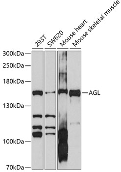 AGL Rabbit pAb