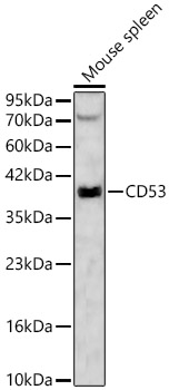 CD53 Rabbit pAb