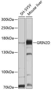 GRIN2D Rabbit polyclonal antibody