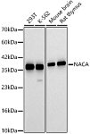 Western blot - NACA Rabbit pAb (A10122)