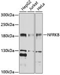Western blot - NFRKB Rabbit pAb (A10124)