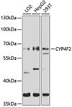 Western blot - CYP4F2 Rabbit pAb (A10128)