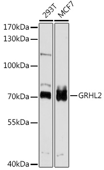 GRHL2 Rabbit pAb