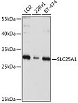 Western blot - SLC25A1 Rabbit pAb (A10247)