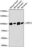 Western blot - USP13 Rabbit pAb (A10264)