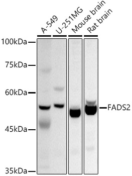 FADS2 Rabbit polyclonal antibody