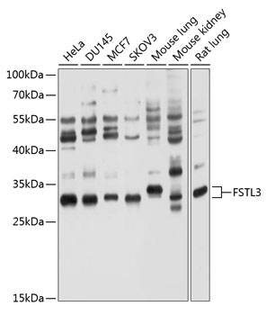 FSTL3 Rabbit pAb