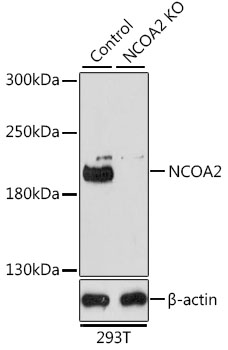 [KO Validated] NCOA2 Rabbit polyclonal antibody