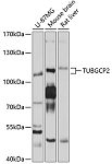 Western blot - TUBGCP2 Rabbit pAb (A10283)