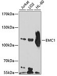 Western blot - EMC1 Rabbit pAb (A10290)