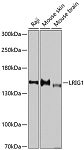 Western blot - LRIG1 Rabbit pAb (A10297)