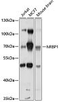 Western blot - NRBP1 Rabbit pAb (A10301)