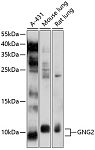 Western blot - GNG2 Rabbit pAb (A10309)