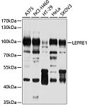 Western blot - LEPRE1 Rabbit pAb (A10322)