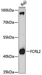 Western blot - FCRL2 Rabbit pAb (A10324)