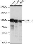 Western blot - L3MBTL2 Rabbit pAb (A10331)