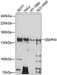 Western blot - DIAPH3 Rabbit pAb (A10351)