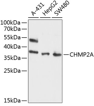 CHMP2A Rabbit polyclonal antibody