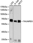 Western blot - THUMPD3 Rabbit pAb (A10407)