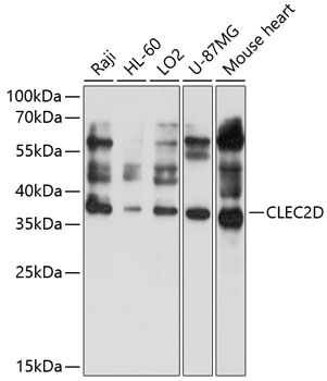 CLEC2D Rabbit pAb