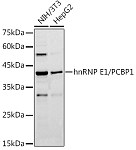 Western blot - hnRNP E1/PCBP1 Rabbit pAb (A1044)