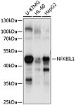 Western blot - NFKBIL1 Rabbit pAb (A10456)