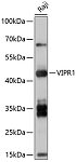 Western blot - VIPR1 Rabbit pAb (A10515)
