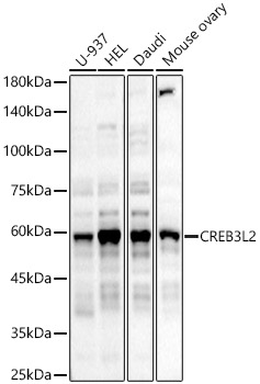 CREB3L2 Rabbit pAb