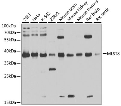 [KD Validated] MLST8 Rabbit polyclonal antibody