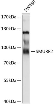 SMURF2 Rabbit pAb