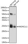 Western blot - VKORC1L1 Rat pAb (A10600)