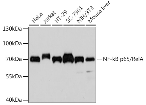NF-kB p65/RelA Mouse mAb