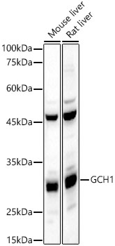 GCH1 Rabbit polyclonal antibody