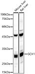 Western blot - GCH1 Rabbit pAb (A10616)