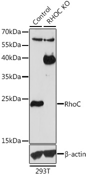 [KO Validated] RhoC Rabbit polyclonal antibody
