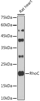 [KO Validated] RhoC Rabbit polyclonal antibody