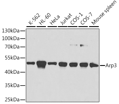 Arp3 Rabbit pAb