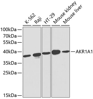 AKR1A1 Rabbit pAb