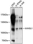 Western blot - KANSL1 Rabbit pAb (A10755)