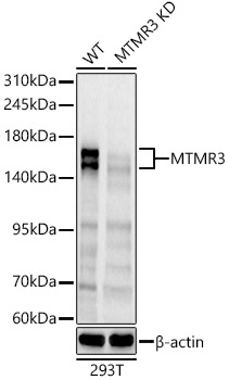 [KD Validated] MTMR3 Rabbit polyclonal antibody