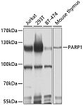 Western blot - PARP1 Rabbit pAb (A11010)