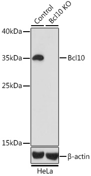 [KO Validated] Bcl10 Rabbit polyclonal antibody