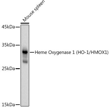 Heme Oxygenase 1 (HO-1/HMOX1) Rabbit pAb