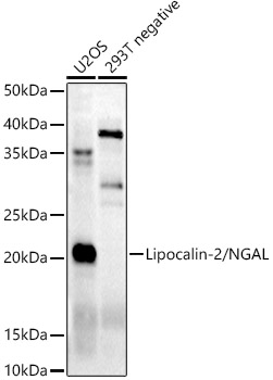 Lipocalin-2/NGAL Rabbit pAb