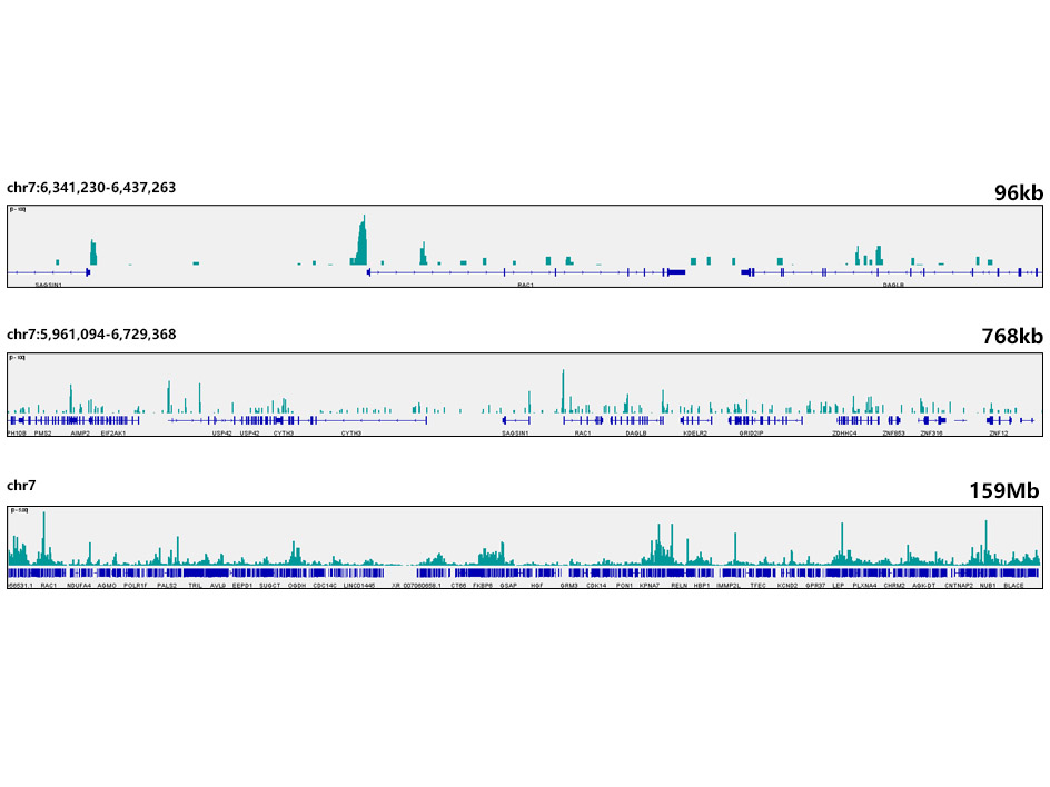 [KO Validated] CDK9 Rabbit monoclonal antibody