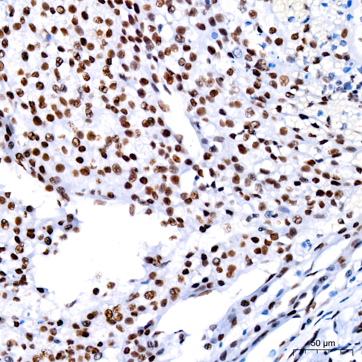 [KO Validated] CDK9 Rabbit monoclonal antibody