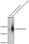 Western blot - MRP1/ABCC1 Rabbit pAb (A11153)
