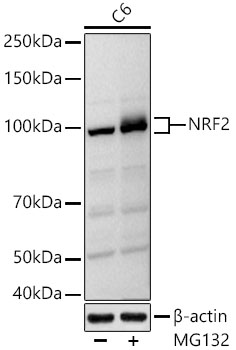 ABclonal:Western blot - NRF2 Rabbit pAb (A11159)}