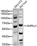 Western blot - AMPKα1 Rabbit pAb (A11184)
