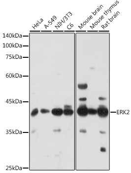 [KO Validated] ERK2 Rabbit polyclonal antibody